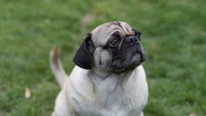 Curious Pug Dog In Grass Wallpaper