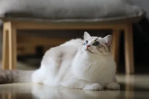 Curious White Cat Wallpaper