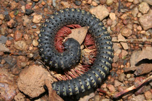 Curled Black Millipede Wallpaper