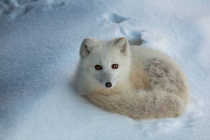Curled Up Arctic Fox Wallpaper