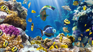 Curvy Tropical Fish Wallpaper