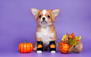 Cute Aesthetic Halloween Dog Wallpaper