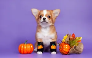 Cute Aesthetic Halloween Dog Wallpaper
