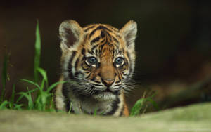 Cute And Fierce Baby Tiger Wallpaper