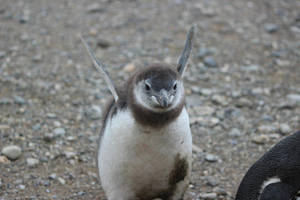 Cute Angry Baby Penguin Wallpaper