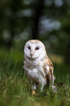 Cute Animal Barn Owl Wallpaper