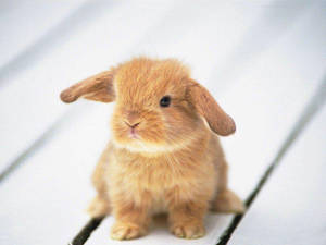 Cute Animal Brown Bunny Wallpaper