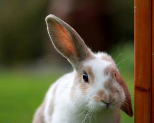 Cute Animal Domestic Rabbit Wallpaper