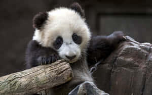 Cute Animal Panda Laptop Wallpaper