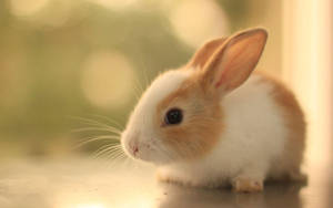 Cute Animal Rabbit Wallpaper