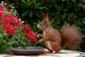 Cute Animal Red Squirrel Wallpaper