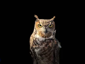 Cute Animal South American Owl Wallpaper
