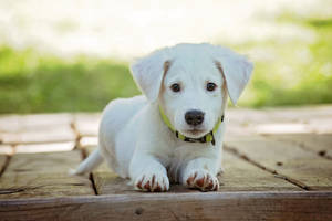 Cute Animal White Puppy Wallpaper