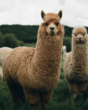 Cute Animals Huacaya Alpacas Wallpaper