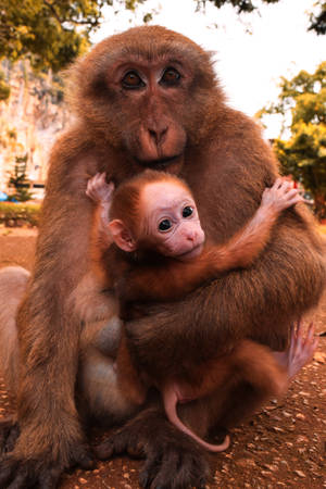 Cute Animals Monkey Carrying Her Infant Wallpaper