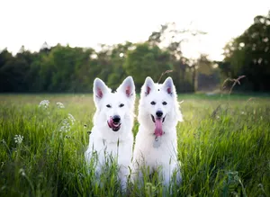 Cute Animals White Swiss Shepherd Dogs Wallpaper