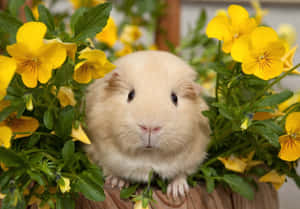 Cute As A Button - This Little Hamster Is Ready For A Walk Wallpaper