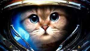 Cute Astronaut Cat Computer Wallpaper