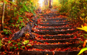 Cute Autumn Outdoor Concrete Staircase Wallpaper