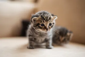 Cute Baby Cat Wallpaper