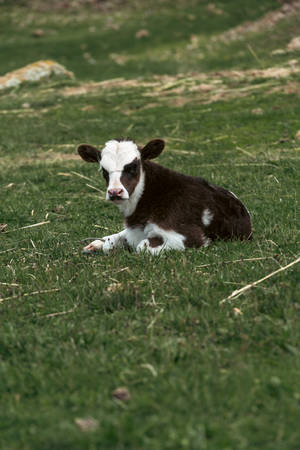 Cute Baby Cow On Grass Wallpaper