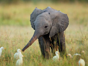 Cute Baby Elephant Hd Wallpaper