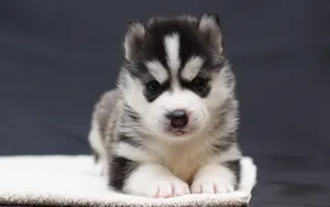 Cute Baby Husky Wallpaper