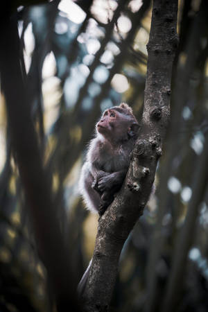 Cute Baby Monkey Wallpaper