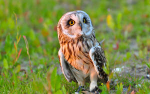Cute Baby Owl On Grass Wallpaper