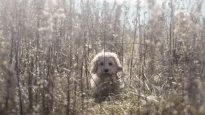 Cute Bichon Frisé Dog In Tall Grass Wallpaper