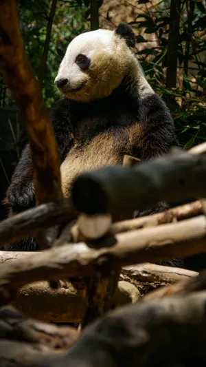 Cute Big Panda Wallpaper