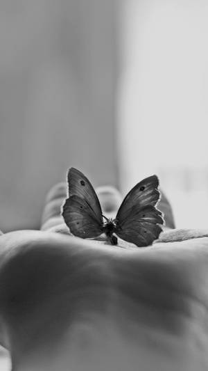 Cute Black And White Aesthetic Butterfly On Palm Wallpaper
