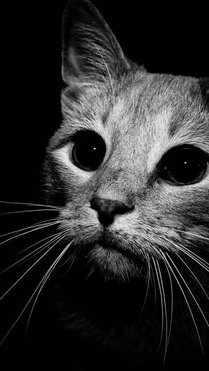 100 Free Cute Black And White HD Wallpapers & Backgrounds - MrWallpaper.com