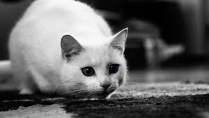 Cute Black And White Cat Wallpaper