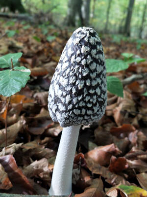 Cute Black And White Mushroom In Forest Wallpaper