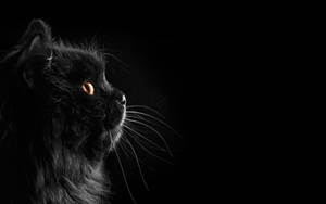 Cute Black Cat Whiskers Wallpaper