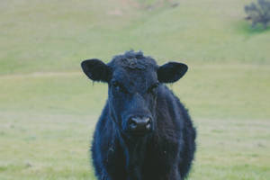 Cute Black Cow On Grass Wallpaper