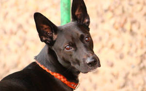 Cute Black Dog Wallpaper