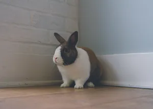 Cute Brown And White Rabbit Wallpaper
