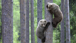 Cute Brown Bear Cubs On Tree Wallpaper