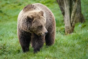 Cute Brown Bear Wallpaper