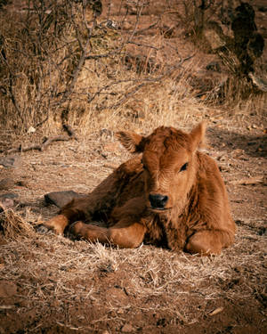 Cute Brown Cow Lying On Soil Wallpaper