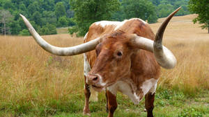 Cute Brown Cow With Curved Horns On Grass Wallpaper