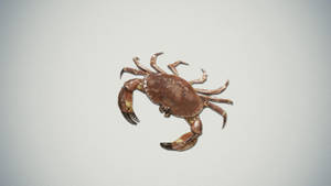 Cute Brown Crab Wallpaper