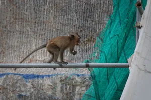 Cute Brown Monkey Cambodia Wallpaper