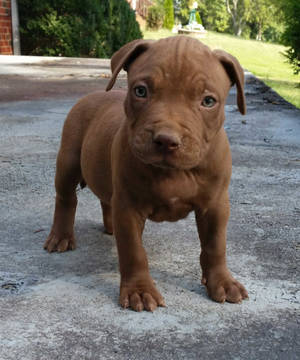 Cute Brown Pitbull Puppy Wallpaper