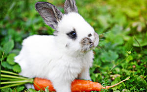 Cute Bunny Holding A Carrot Wallpaper