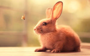 Cute Bunny Looking At Moth Wallpaper