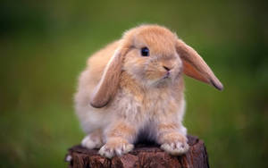 Cute Bunny On Tree Stump Wallpaper