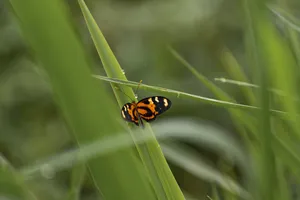 Cute Butterfly On Grass Wallpaper